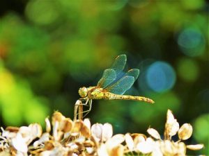 libellule-nature